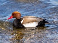 Kolbenente Männchen